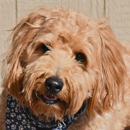 Levi - Goldendoodle