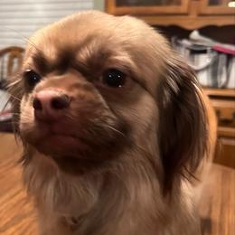 Sadie Rose - Shih Tzu