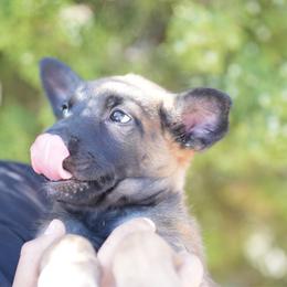 Artak's Home Samurai - Red male Belgian Malinois puppy in Monroe, North Carolina from Artaks Home Malinois