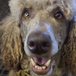 Poodles from Garlu Poodles