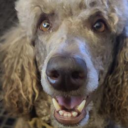 Poodles from Garlu Poodles