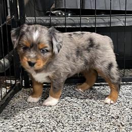 Jax - Blue merle male Toy Australian Shepherd puppy in Nocona, Texas from Rafter O Toy Aussies and Mini Heelers