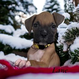 Boxer Puppies from Kristi Kenny