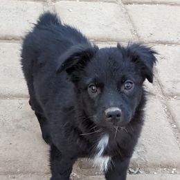 Boy 2 - Black & white Australian Shepherd puppy in Sanger, California from A&M Australian Shepherds