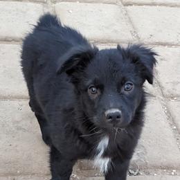 Boy 2 - Black & white Australian Shepherd puppy in Sanger, California from A&M Australian Shepherds