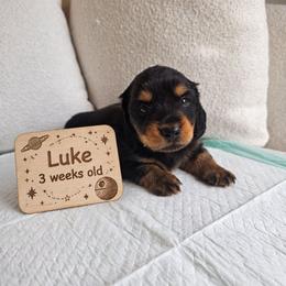 Luke - Black and tan male Dachshund puppy in Inman, South Carolina from Shadow Acres