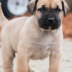 Perro de Presa Canarios from River City Presa