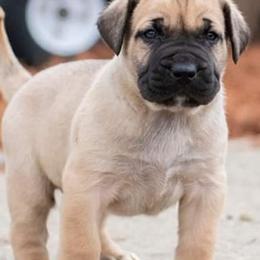 Perro de Presa Canarios from River City Presa