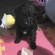 Mudi Puppies from Gemini Dream Mudi