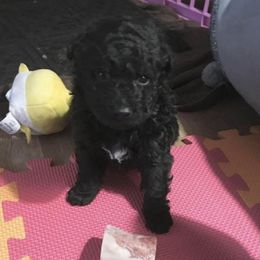 Mudi Puppies from Gemini Dream Mudi