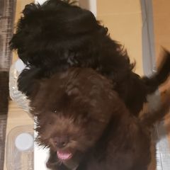Sporty Mixes from Bayou Babe's Precious Pups