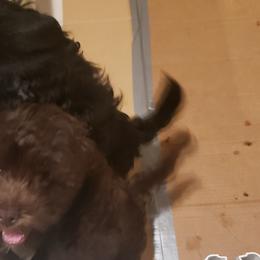 Sporty Mixes from Bayou Babe's Precious Pups