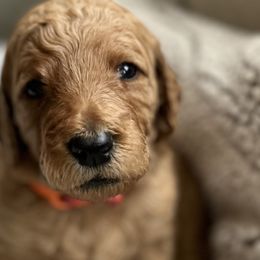 Girl 2 - Red  Goldendoodle puppy in Christiana, Tennessee from Rechlicz Family Doodles