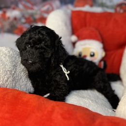 Jingle, White collar - Black male Goldendoodle puppy in Lake Panasoffkee, Florida from Donnas Deluxe Doodles LLC