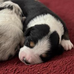 Black tri boy - Black tri-color male Australian Shepherd puppy in Lebanon, Oregon from Mt. Hope Aussies
