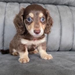 Prince Naveen - Chocolate and cream male Dachshund puppy in Las Piedras from New Empire Kennels