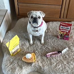 Pugs from Jacobson’s Sassy Pugs