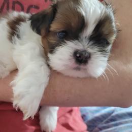 Shih Tzu Puppies from Chimera Shih Tzu
