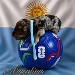Argentina - Merle male Goldendoodle puppy in Houston, Texas from Were The Mack'Doodles
