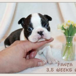 Fanta - Black and white female Boston Terrier puppy in North Central, Vermont from Windy Valley’s Bostons