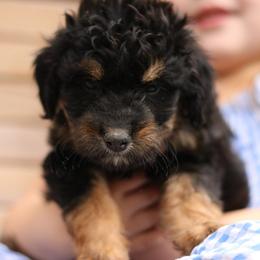 Lane - Black tri-color female Aussiedoodle puppy in Orleans, Indiana from Mae Blossom Puppies