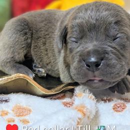 Red collar: Till - Gray brindle male Cane Corso puppy in Franktown, Colorado from Earth and Ship Cane Corso