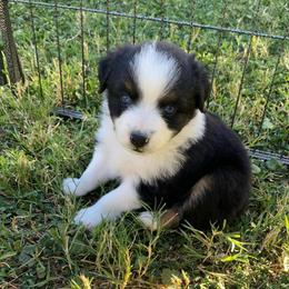 French Vanilla - Black tri male Miniature Australian Shepherd puppy in Sonora, California from Quarle Ranch Mini Aussies