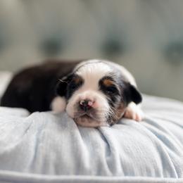 Cherry pie - Black tri female Miniature American Shepherd puppy in Groesbeck, Texas from Epic Miniature American Shepherds