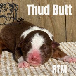 Miniature Australian Shepherd and Toy Australian Shepherd Puppies from Willow Lane Ranch