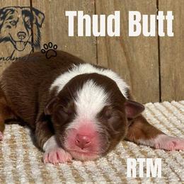 Miniature Australian Shepherd and Toy Australian Shepherd Puppies from Willow Lane Ranch