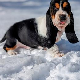 Basset Hound Puppies from BeautyBea's Flathead Lake Bassets