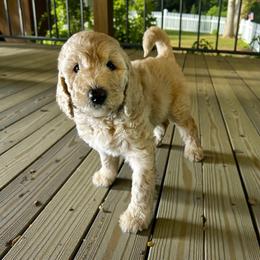 Bristol - Apricot female Goldendoodle puppy in Sanderson, Florida from Serenity Goldendoodles