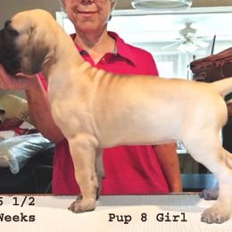 Great Dane Puppies from Drogheda Great Danes
