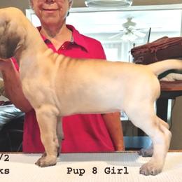 Great Dane Puppies from Drogheda Great Danes