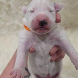 Flint (Orange Collar Boy) - White and black male Dalmatian puppy in Centereach, New York from LINY Dalmatians