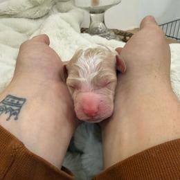 Snow Queen - Parti female Goldendoodle puppy in Lexington, North Carolina from Southern Grace Acres