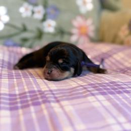 Skye - Black and tan female Dachshund puppy in Morristown, Tennessee from Hillside Hounds