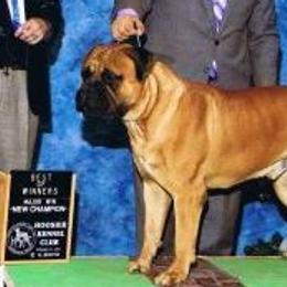 Bullmastiffs from Watchman Kennels