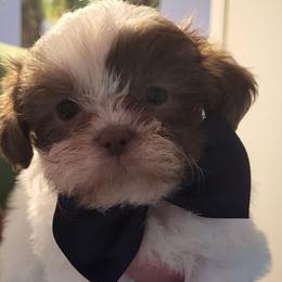 Menace - Gold and white male Shih Tzu puppy in Newport, Arkansas from Gina's Lil Zues and Yorkies Kennel