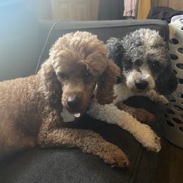 Shih Tzu All Grown Up from Jenkins Tzu and Poo’s