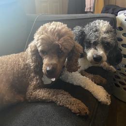 Shih Tzu All Grown Up from Jenkins Tzu and Poo’s
