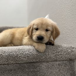 Golden Retriever Puppies from Sultan’s Goldens