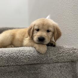 Golden Retriever Puppies from Sultan’s Goldens