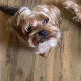 Sonny - Yorkshire Terrier