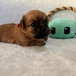 Jawa (zippy) - Red male Brussels Griffon puppy in Seneca, Missouri from Stephanie’s Puppy Colony