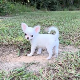 Sofia - Cream and white female Chihuahua puppy in Morrisville, North Carolina from Mozzafiato Chihuahuas