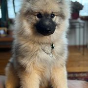 Brandi - Keeshond