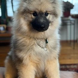 Brandi - Keeshond