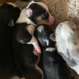 Miniature Australian Shepherds and Toy Australian Shepherds from Elk Creek Aussies