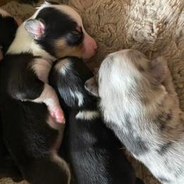 Miniature Australian Shepherds and Toy Australian Shepherds from Elk Creek Aussies